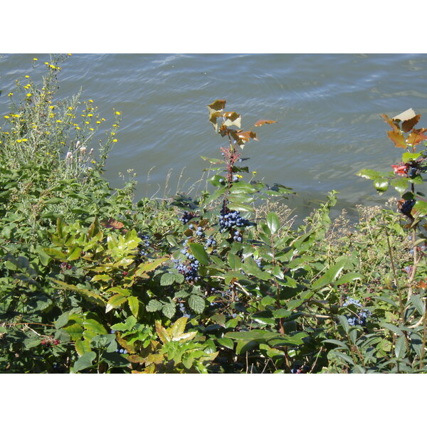 รูปถ่าย ฝรั่งเศส(France) โคลอมบ์(Colombes) เกาะมาร็องต์(L'ile Marrante) 2007-07 22