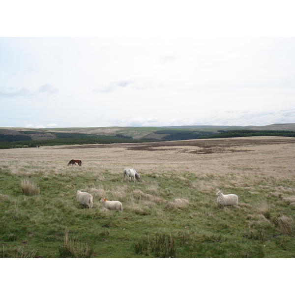 รูปถ่าย อังกฤษ(United Kingdom) อุทยานแห่งชาติเบรคอนบีคอนส์(Brecon Beacons National Park) 2006-05 19