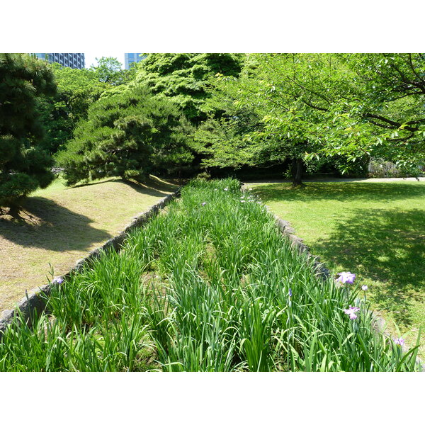 รูปถ่าย ญี่ปุ่น(Japan) โตเกียว(Tokyo) สวนฮามะริคิว(Hama rikyu Gardens) 2010-06 109