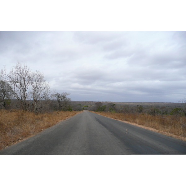 รูปถ่าย แอฟริกาใต้(South Africa) อุทยานแห่งชาติครูเกอร์(Kruger National Park) 2008-09 180