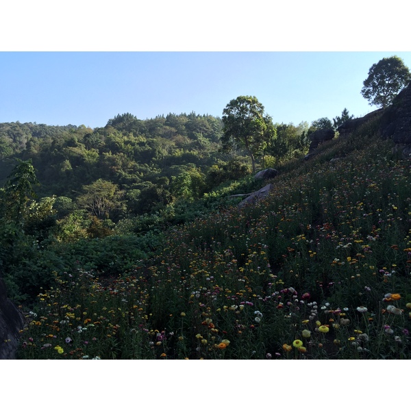 รูปถ่าย ไทย(Thailand) อุทยานแห่งชาติภูหินร่องกล้า(Phu Hin Rong Kla National Park) 2014-12 339
