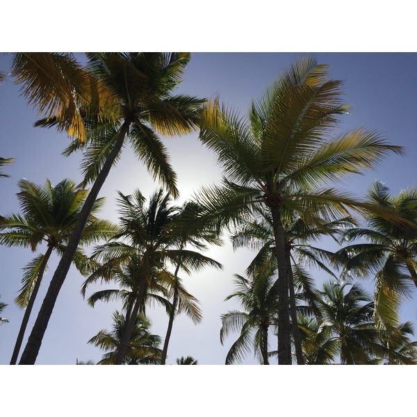 รูปถ่าย กวาเดอลูป(Guadeloupe) หาดลาการาแวล(La Caravelle Beach) 2021-02 72