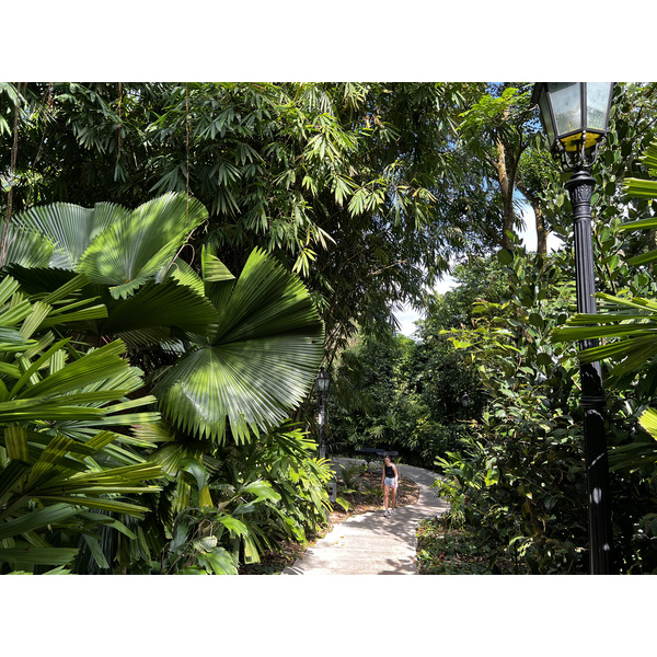 รูปถ่าย สิงคโปร์(Singapore) สวนพฤกษศาสตร์สิงคโปร์(Singapore Botanic Gardens) 2023-01 18