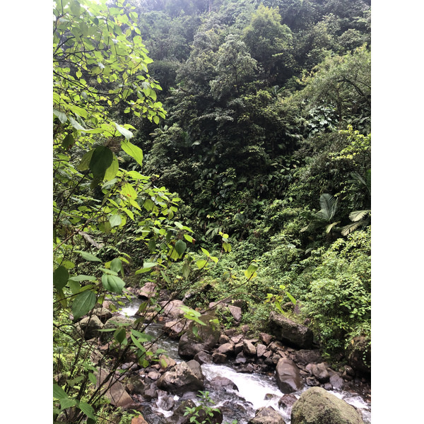 รูปถ่าย กวาเดอลูป(Guadeloupe) น้ำตกการ์เบ(Carbet Falls) 2021-02 21