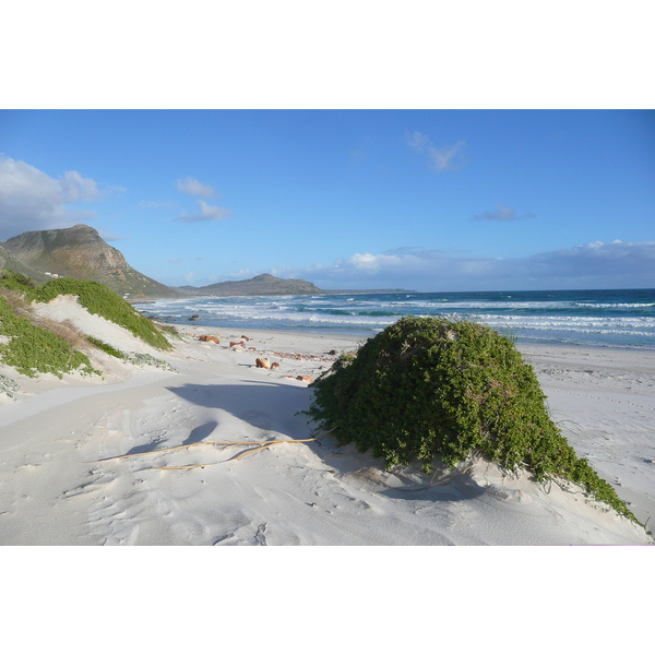 รูปถ่าย แอฟริกาใต้(South Africa) แหลมกู๊ดโฮป(Cape of Good Hope) 2008-09 31