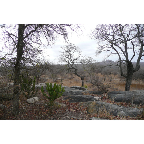รูปถ่าย แอฟริกาใต้(South Africa) อุทยานแห่งชาติครูเกอร์(Kruger National Park) 2008-09 182