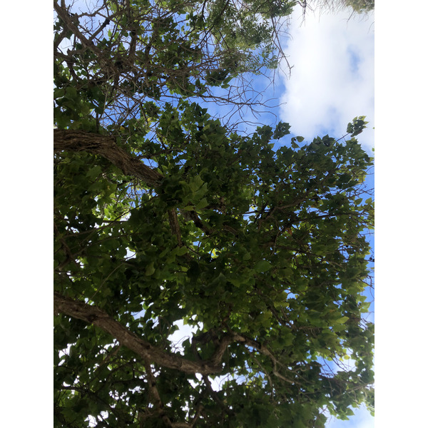 รูปถ่าย กวาเดอลูป(Guadeloupe) แซ็งฟร็องซัว(Saint Francois) 2021-02 10