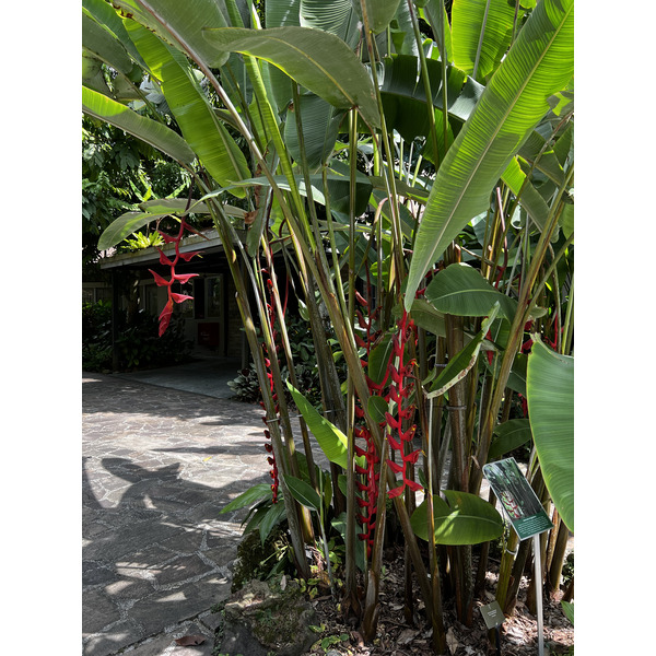รูปถ่าย สิงคโปร์(Singapore) สวนพฤกษศาสตร์สิงคโปร์(Singapore Botanic Gardens) 2023-01 84