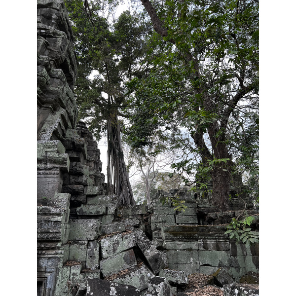รูปถ่าย กัมพูชา(Cambodia) เสียมราฐ(Siem Reap) ปราสาทตาพรหม(Ta Prohm) 2023-01 6