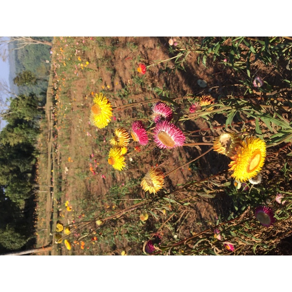 รูปถ่าย ไทย(Thailand) อุทยานแห่งชาติภูหินร่องกล้า(Phu Hin Rong Kla National Park) 2014-12 24