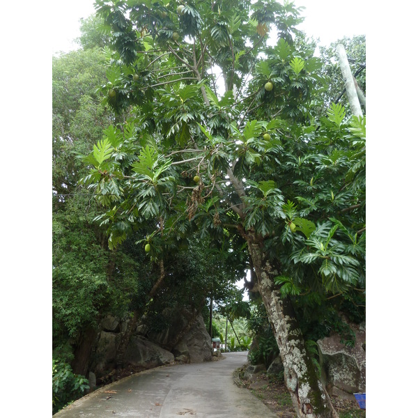 รูปถ่าย เซเชลส์(Seychelles) เกาะลาดีก(La Digue) 2011-10 200