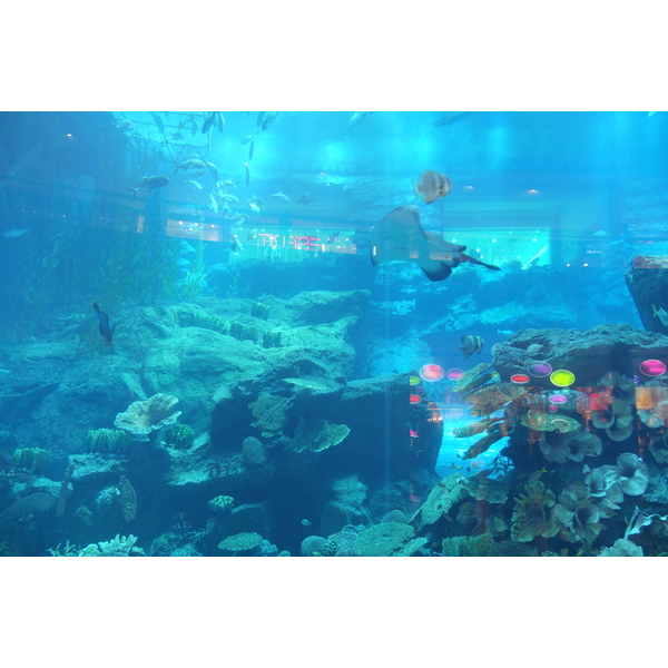 รูปถ่าย สหรัฐอาหรับเอมิเรตส์(United Arab Emirates) ดูไบ(Dubai) ดูไบมอลล์(The Dubai Mall) 2011-12 7