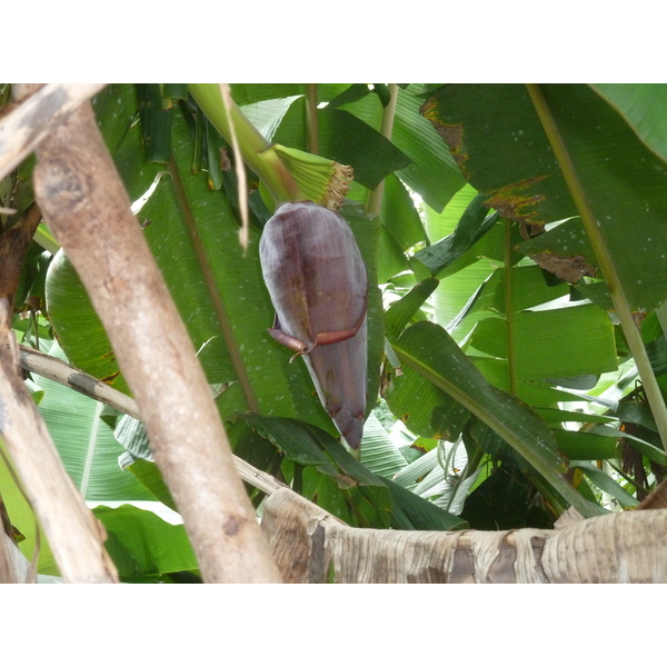 รูปถ่าย เซเชลส์(Seychelles) เกาะลาดีก(La Digue) 2011-10 236