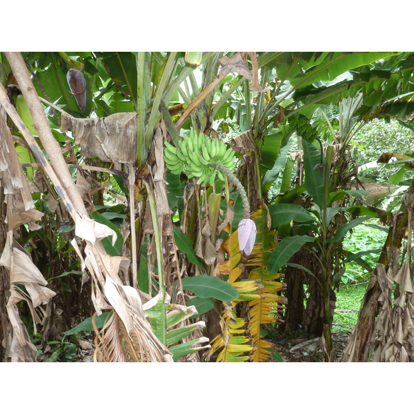 รูปถ่าย เซเชลส์(Seychelles) เกาะลาดีก(La Digue) 2011-10 219