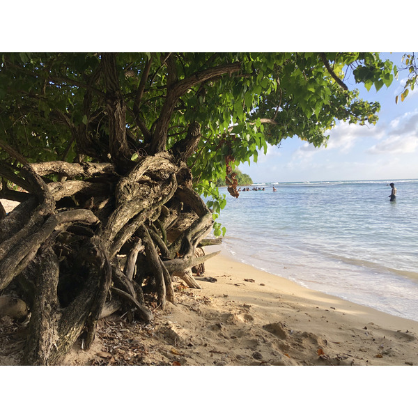 รูปถ่าย กวาเดอลูป(Guadeloupe) หาดปตีอาฟวร์(Petit Havre Beach) 2021-02 17