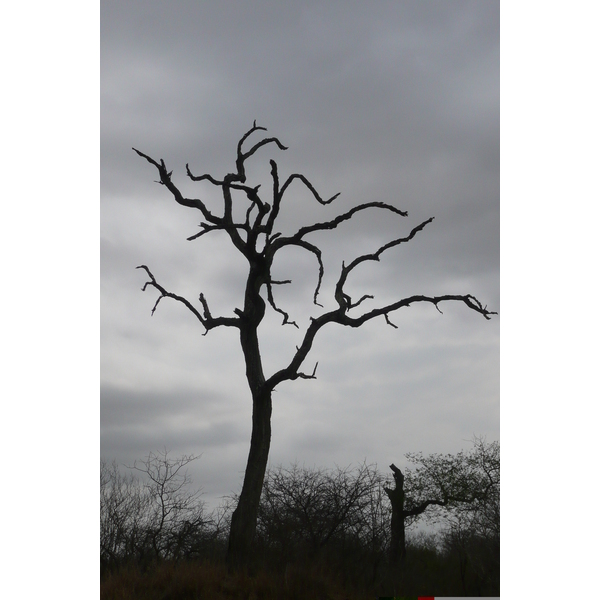 รูปถ่าย แอฟริกาใต้(South Africa) อุทยานแห่งชาติครูเกอร์(Kruger National Park) 2008-09 112
