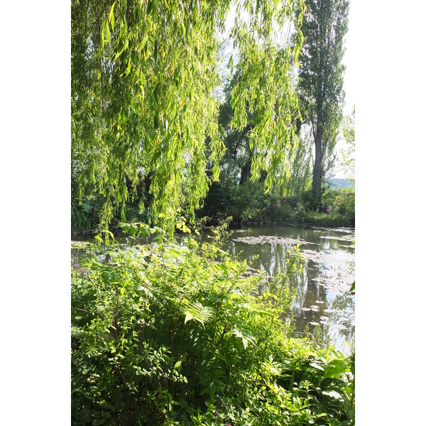 รูปถ่าย ฝรั่งเศส(France) ฌีแวร์นี(Giverny) 2013-06 76