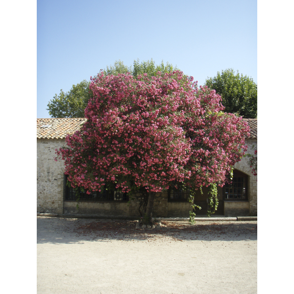 รูปถ่าย ฝรั่งเศส(France) อองทีป(Antibes) ถนนอากียง(Boulevard Aguillon) 2007-08 3