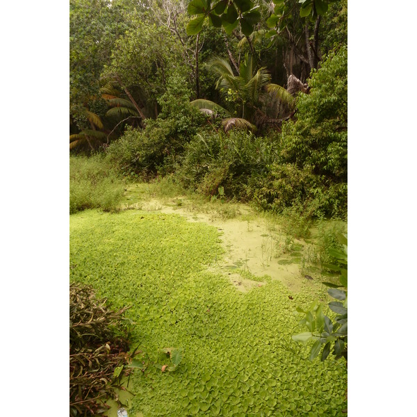 รูปถ่าย เซเชลส์(Seychelles) เกาะลาดีก(La Digue) 2011-10 25