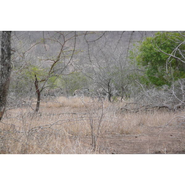 รูปถ่าย แอฟริกาใต้(South Africa) อุทยานแห่งชาติครูเกอร์(Kruger National Park) มปอนโด(Mpondo) 2008-09 6
