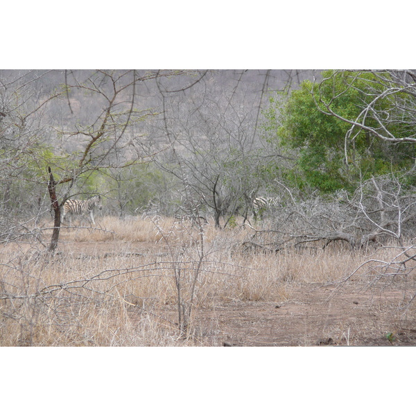 รูปถ่าย แอฟริกาใต้(South Africa) อุทยานแห่งชาติครูเกอร์(Kruger National Park) มปอนโด(Mpondo) 2008-09 17