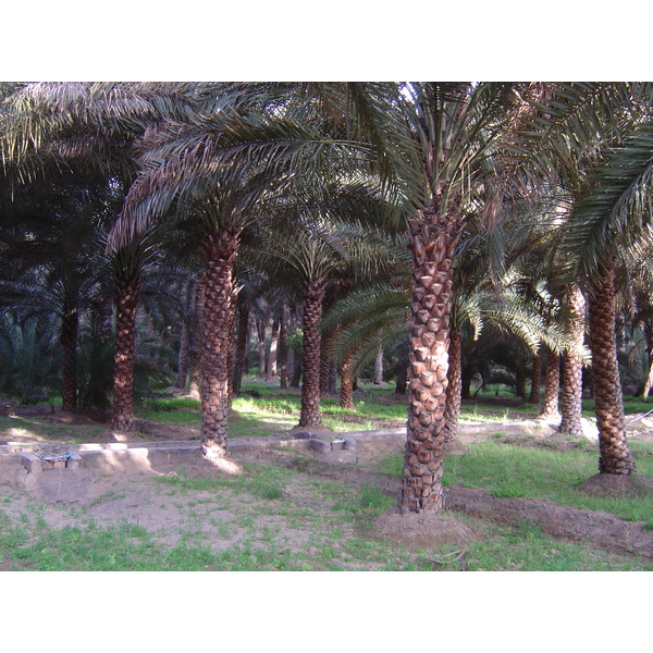 รูปถ่าย สหรัฐอาหรับเอมิเรตส์(United Arab Emirates) อาเลอิน(Al Ain) โอเอซิสอัลไอน์(Al Ain Oasis) 2005-03 33