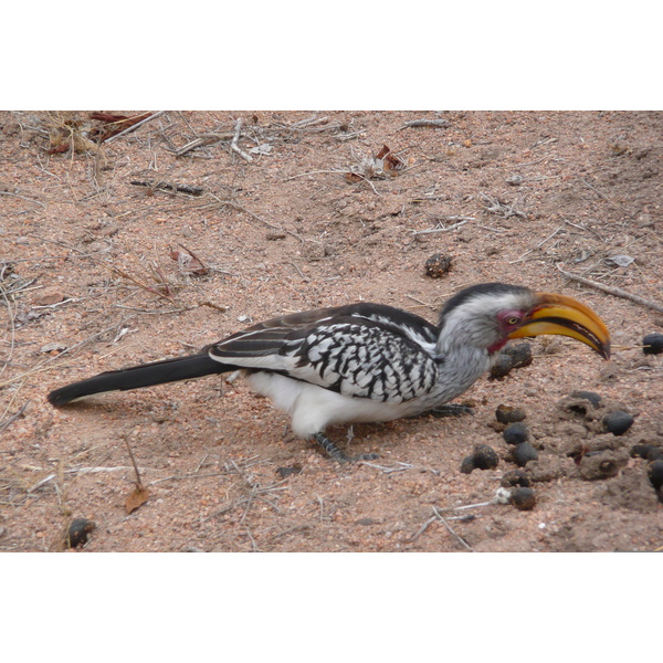 รูปถ่าย แอฟริกาใต้(South Africa) อุทยานแห่งชาติครูเกอร์(Kruger National Park) มปอนโด(Mpondo) 2008-09 35