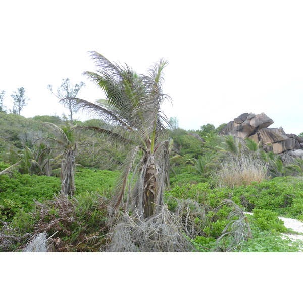 รูปถ่าย เซเชลส์(Seychelles) เกาะลาดีก(La Digue) 2011-10 214