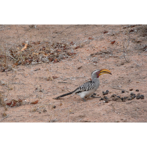 รูปถ่าย แอฟริกาใต้(South Africa) อุทยานแห่งชาติครูเกอร์(Kruger National Park) มปอนโด(Mpondo) 2008-09 34