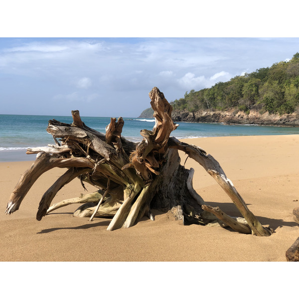 รูปถ่าย กวาเดอลูป(Guadeloupe) หาดลาแปร์ล(La Perle Beach) 2021-02 109