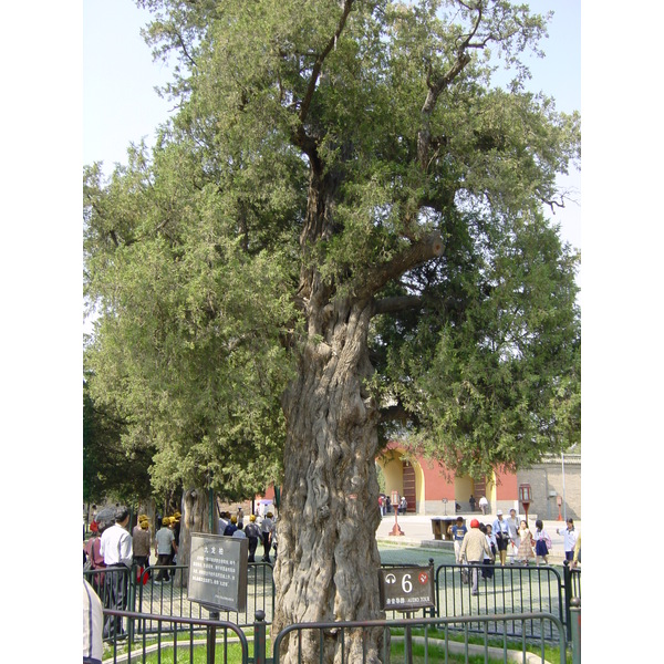 รูปถ่าย จีน(China) ปักกิ่ง(Beijing) วัดแห่งสวรรค์(Temple of Heaven) 2002-05 13