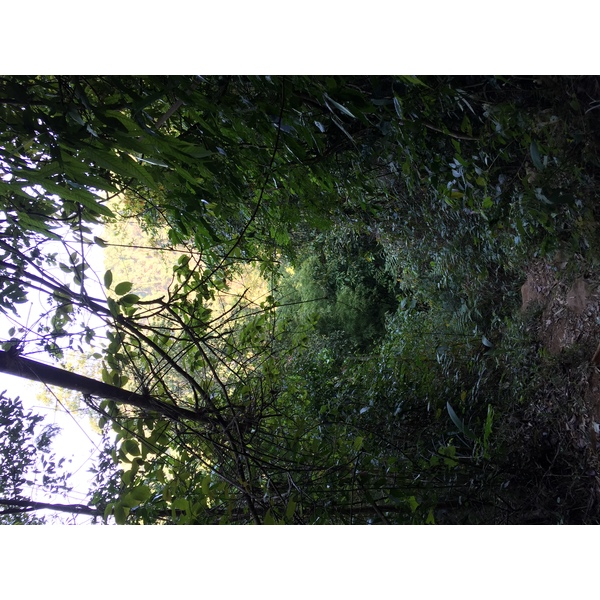 รูปถ่าย ไทย(Thailand) อุทยานแห่งชาติภูหินร่องกล้า(Phu Hin Rong Kla National Park) 2014-12 295