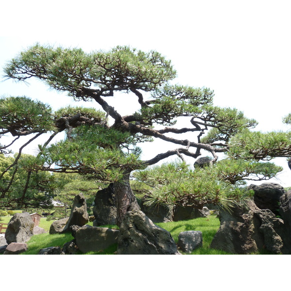 รูปถ่าย ญี่ปุ่น(Japan) โตเกียว(Tokyo) สวนคิวชิบะริคิว(Kyu Shiba rikyu Gardens) 2010-06 15