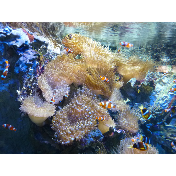 รูปถ่าย ฝรั่งเศส(France) เลอกรัวซิก(Le Croisic) โอเชียเรียม(Ocearium) 2009-10 10