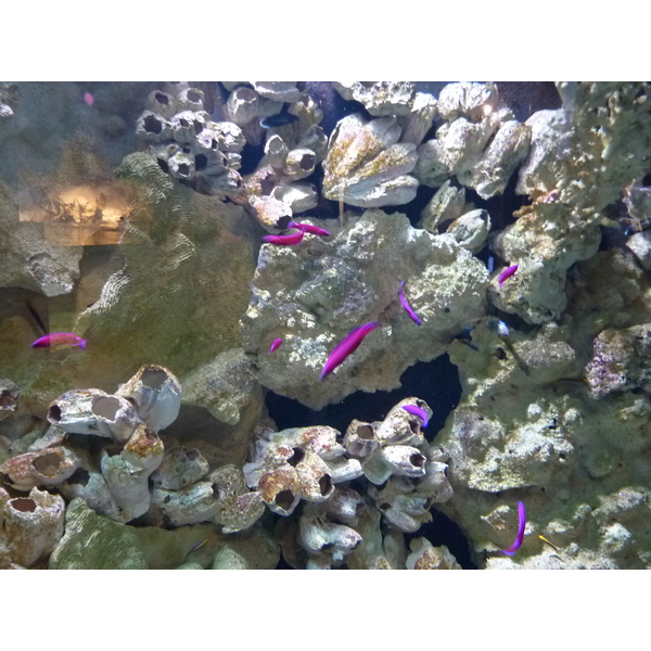 รูปถ่าย ฝรั่งเศส(France) เลอกรัวซิก(Le Croisic) โอเชียเรียม(Ocearium) 2009-10 9