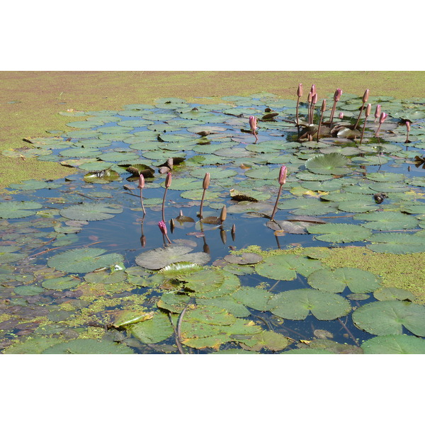 รูปถ่าย ไทย(Thailand) สุโขทัย(Sukhothai) 2010-12 71