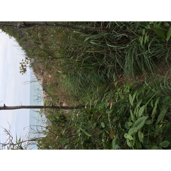 รูปถ่าย ไทย(Thailand) เกาะเสม็ด(Ko Samet) 2014-12 102