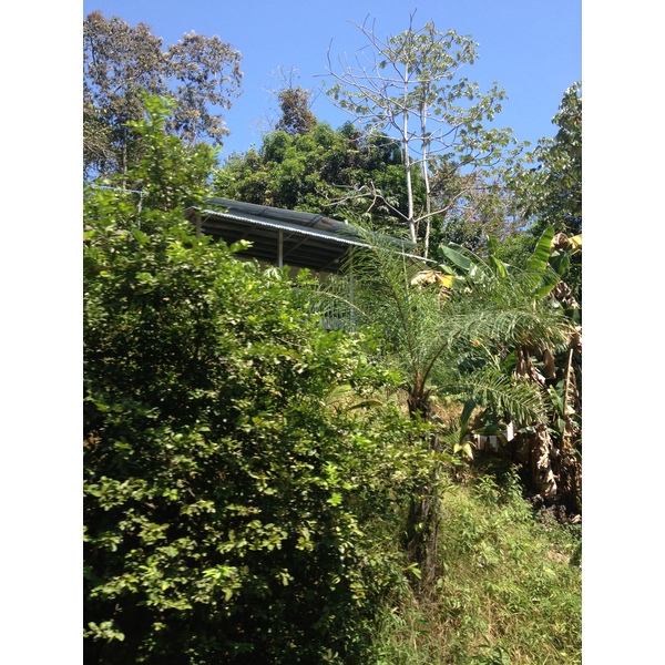 รูปถ่าย คอสตาริกา(Costa Rica) มานวยล์อันโตนีโอ(Manuel Antonio) 2015-03 436