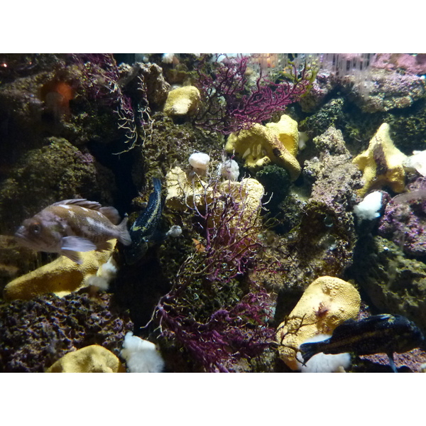 รูปถ่าย ฝรั่งเศส(France) เลอกรัวซิก(Le Croisic) โอเชียเรียม(Ocearium) 2009-10 11