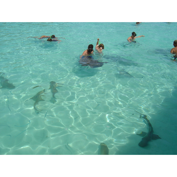 รูปถ่าย เฟรนช์โพลี่นีเซีย(Polynesia) มูเรีย(Moorea) 2006-04 164