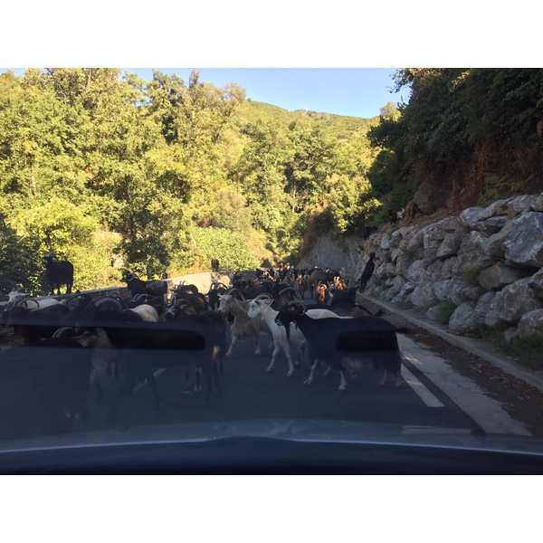 รูปถ่าย ฝรั่งเศส(France) คอร์สิคา(Corsica) เฟลเช(Felce) 2017-09 1