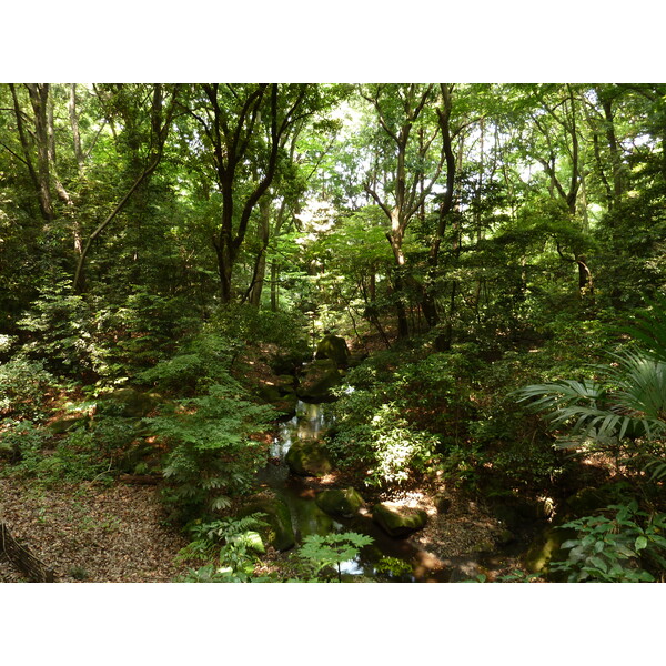 รูปถ่าย ญี่ปุ่น(Japan) โตเกียว(Tokyo) สวนโยโยงิ(Yoyogi Park) 2010-06 11