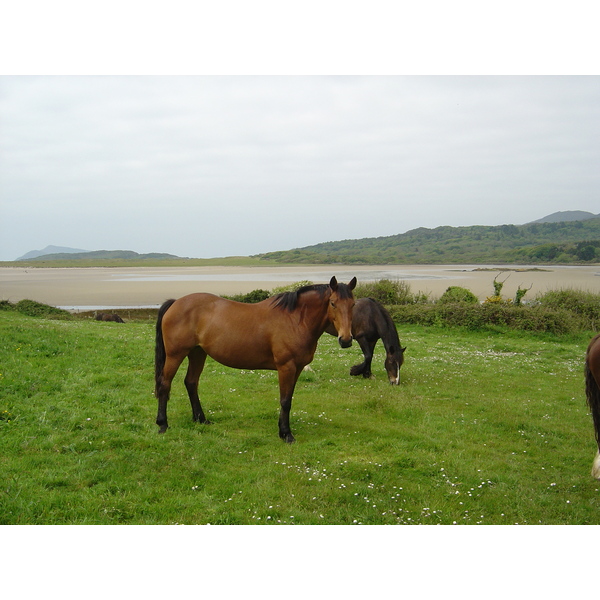 รูปถ่าย ไอร์แลนด์(Ireland) เคอร์รี่(Kerry) ปาร์คนาสิลล่า(Parknasilla) 2004-05 15
