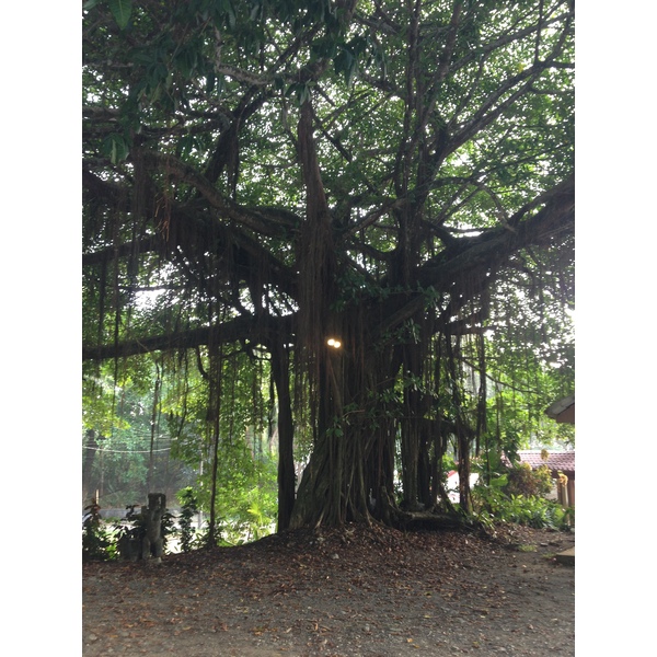 รูปถ่าย คอสตาริกา(Costa Rica) โดมินิกัล(Dominical) 2015-03 51