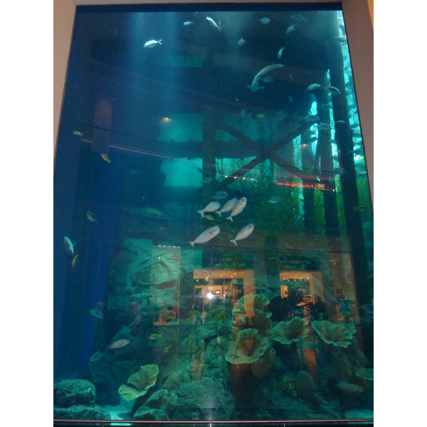 รูปถ่าย สหรัฐอาหรับเอมิเรตส์(United Arab Emirates) ดูไบ(Dubai) ดูไบมอลล์(The Dubai Mall) 2009-12 4