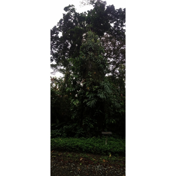 รูปถ่าย คอสตาริกา(Costa Rica) กาอุยตา(Cahuita) 2015-03 102