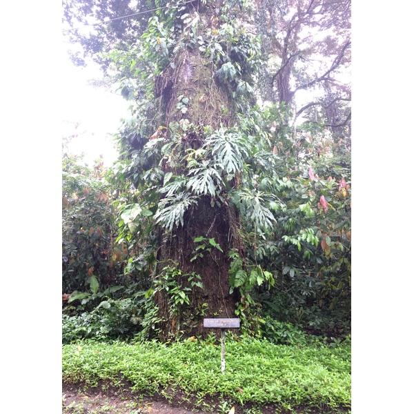 รูปถ่าย คอสตาริกา(Costa Rica) กาอุยตา(Cahuita) 2015-03 109