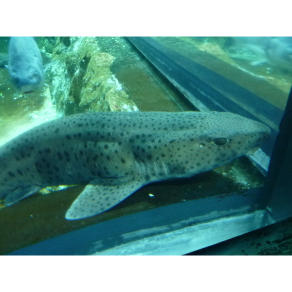 รูปถ่าย ฝรั่งเศส(France) เลอกรัวซิก(Le Croisic) โอเชียเรียม(Ocearium) 2009-10 2