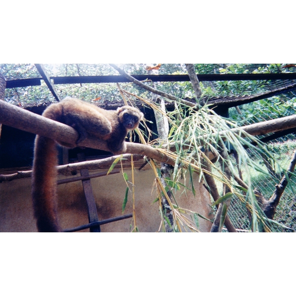 รูปถ่าย มาดากัสการ์(Madagascar) 1999-10 30