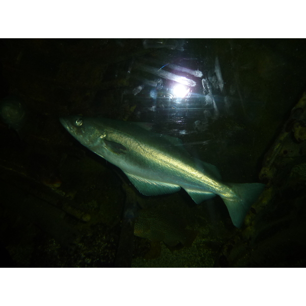 รูปถ่าย ฝรั่งเศส(France) เลอกรัวซิก(Le Croisic) โอเชียเรียม(Ocearium) 2009-10 4